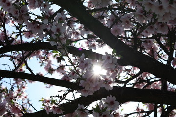 Mandelblüte - Blühender Mandelbaum