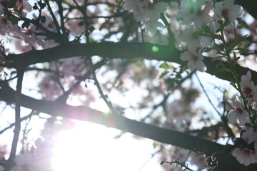 Mandelblüte - Blühender Mandelbaum