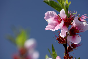 Mandelblüte - Blühender Mandelbaum