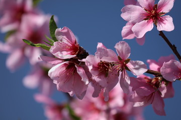 Mandelblüte - Blühender Mandelbaum