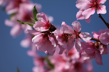 Mandelbl&uuml;te - Bl&uuml;hender Mandelbaum