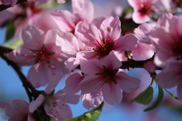 Mandelblüte - Blühender Mandelbaum