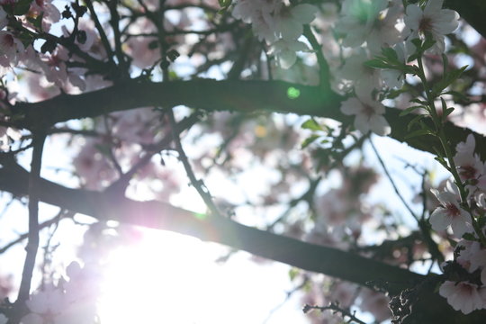 Mandelbl&uuml;te - Bl&uuml;hender Mandelbaum
