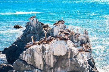 Brown pelicans resting on the rocks in Chile