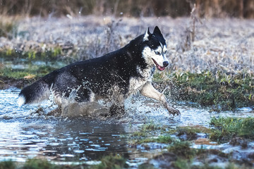 Siberian husky plays in the water