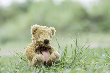 Teddy bear sitting on the grass