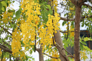 Cassia fistula yellow flowers on tree