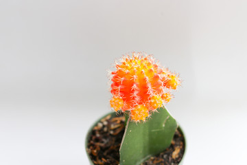 Color cactus in flower pot