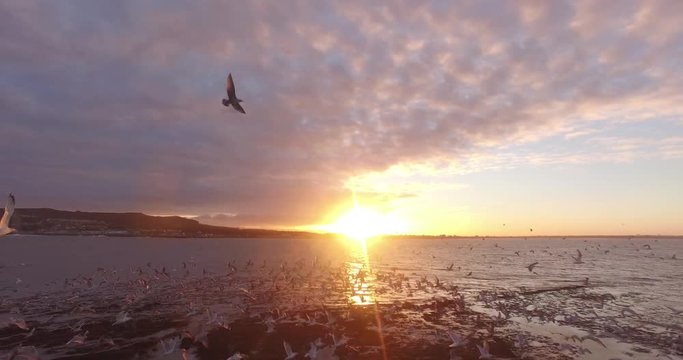 Drone shot of byrds flying away at Ireland's Eye, Ireland.