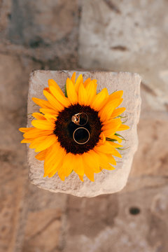 Wedding rings on a flower of a sunflower. Wedding jewelry.