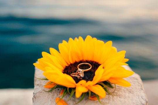 Wedding rings on a flower of a sunflower. Wedding jewelry.