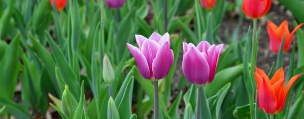 Tulpenblüten, Hintergrund