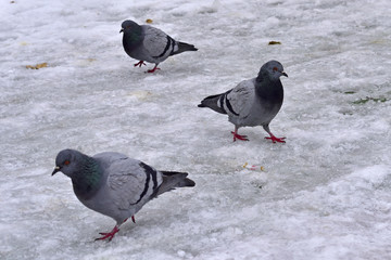 pigeons trying to find feed in city center of Eskisehir, Turkey	