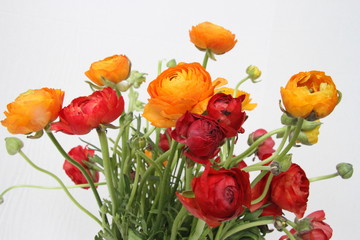 Ranunculus in red and orange against white