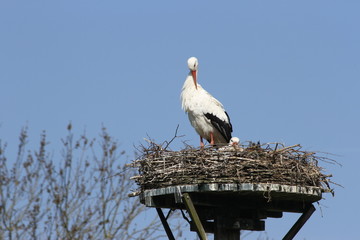 Storks on nest in spring