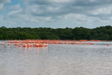 Fototapeta premium View of pink flamingos in Celestun, Mexico
