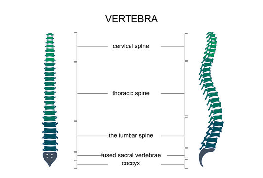 anatomy of the spine