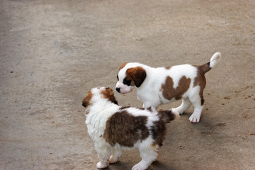 Saint Bernard puppies playing in breeding kennel at Martigny