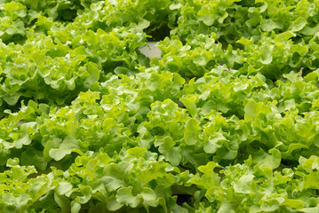 close up of organic salad lettuce