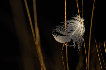 A single white feather with water droplets caught in reeds with directional sunlight.