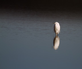 A solitary Egret bird standing in water looking fed up