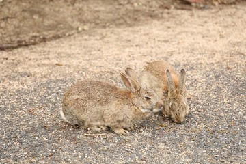 大久野島のうさぎ
