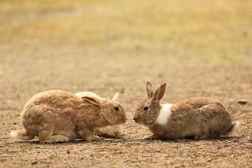 大久野島のうさぎ