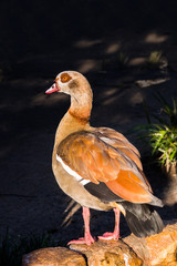 Egyptian goose standing in World of Birds zoo.