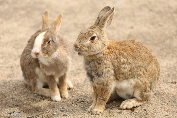 大久野島のうさぎ