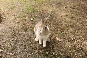 大久野島のうさぎ