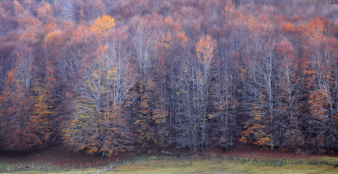 Sila National Park, Sila, Crotone, Calabria, Italy. Leafless trees of autumn leaves