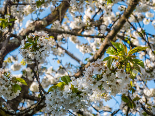 Kirschbaum mit Blüten