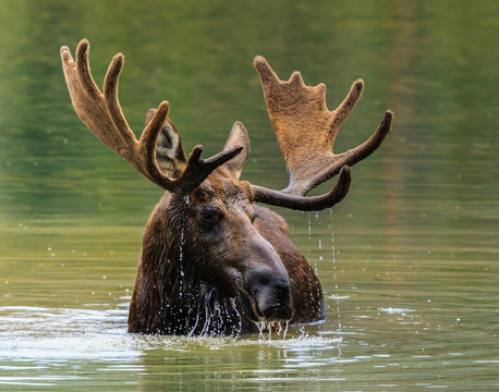 Colorado Shiras Moose
