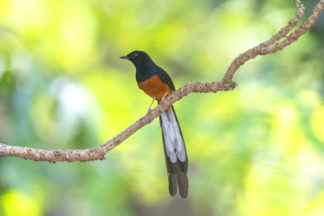 Male of white-rumped shama (Copsychus malabaricus)