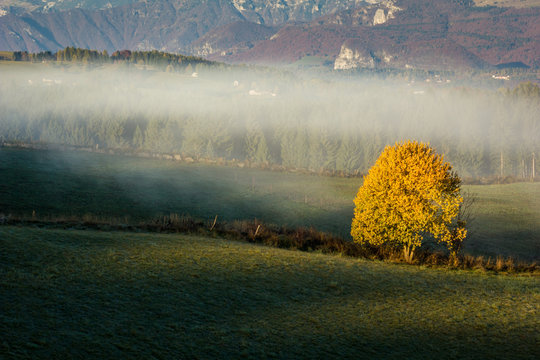Altopiano of Asiago, Province of Vicenza, Veneto, Italy. Solitary beech tree with autumnal mist.
