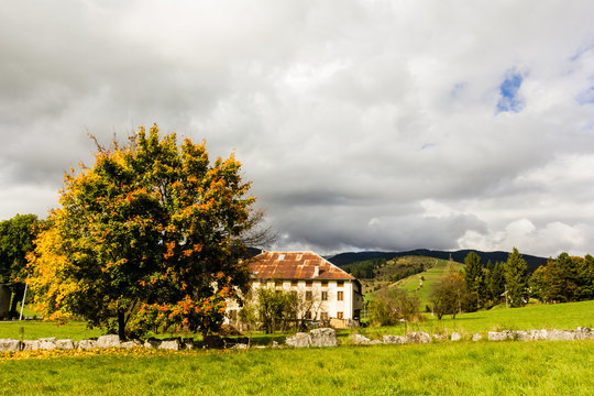 Altopiano of Asiago, Province of Vicenza, Veneto, Italy. Farmhouse with beech tree during autumn.