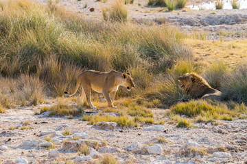 Walking lioness and yawning lion at Chaurisab waterhole in Etosha national park, Namibia