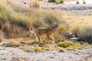 A couple of lions in tall grass. Etosha national park, Namibia.