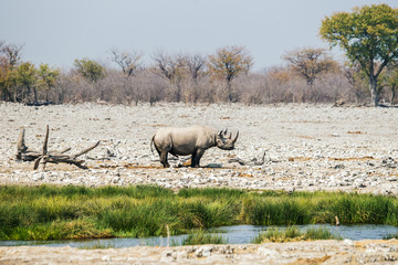 Obraz premium Lonely black rhino standing in african savannah at waterhole in Etosha, Namibia.