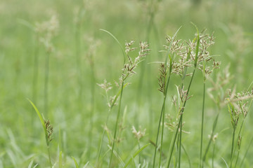 Grass on background blurred .
