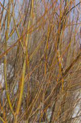 Fototapeta premium Branches of bushes in the spring. A bush on the river bank in early spring.