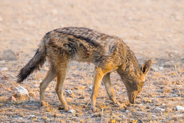 Fototapeta na wymiar Black Backed Jackal (Canis mesomelas) searching for food, profile view. Etosha National Park, Namibia, Africa.
