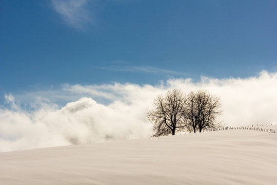 Gallio, Altopiano of Asiago, Province of Vicenza, Veneto, Italy. Two trees in winter Sunshine.