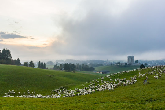 Transhumance, Altopiano of Asiago, Province of Vicenza, Veneto, Italy. Annual movement of sheep during storm.