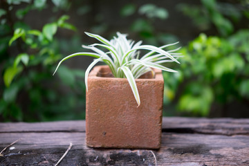 Potted plant