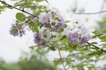 Lagerstroemia on the background blurred .
