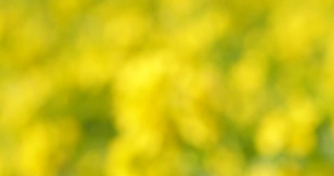 Defocused blurr of yellow flower field for abstract design