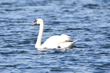 Schwan