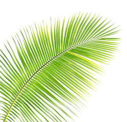 Obraz premium Coconut leaf isolated 