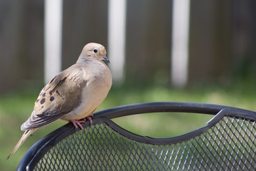 Dove